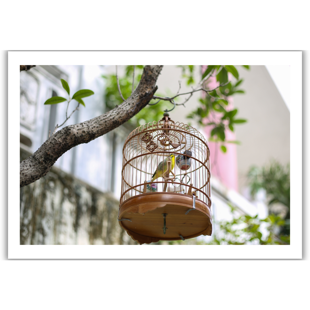 VIEW THROUGH JEN'S LENS PRINT: Hong Kong Birdcage