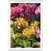 VIEW THROUGH JEN'S LENS PRINT: Orchids at the Flower Market Mong Kok