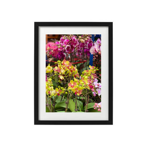 VIEW THROUGH JEN'S LENS PRINT: Orchids at the Flower Market Mong Kok (11x14")