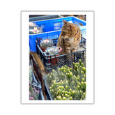 VIEW THROUGH JEN'S LENS PRINT: Street Market Cat (11x14")