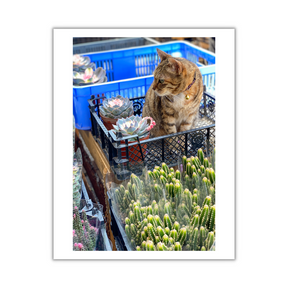 VIEW THROUGH JEN'S LENS PRINT: Street Market Cat (11x14")