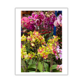 VIEW THROUGH JEN'S LENS PRINT: Orchids at the Flower Market Mong Kok (11x14")