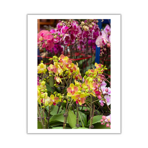 VIEW THROUGH JEN'S LENS PRINT: Orchids at the Flower Market Mong Kok (11x14")